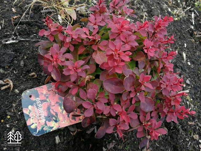 Berberis thunbergii   'Ruby Star'